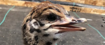 Logo von Central Oregon Ostrich